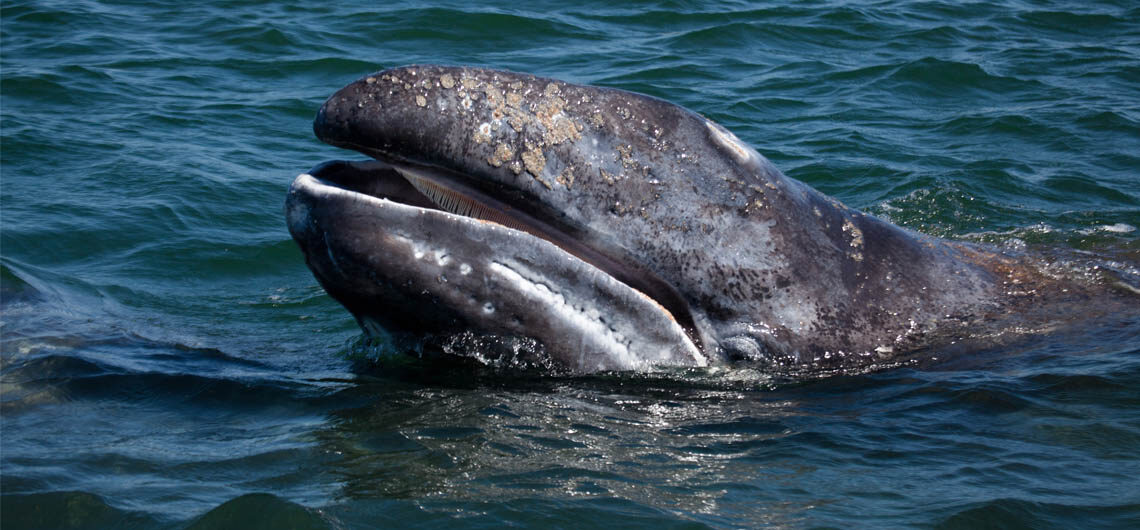 Калифорнийские киты